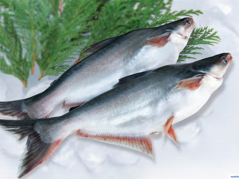 Frozen Pangasius Whole Round