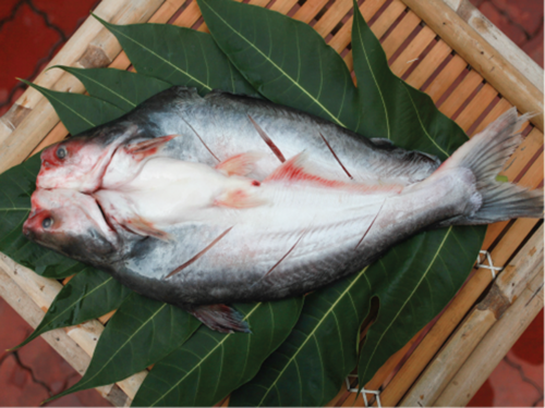 Frozen Pangasius Butterfly