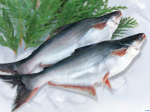 Frozen Pangasius Whole Round