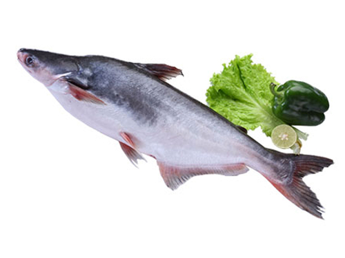 Frozen Pangasius Whole Round
